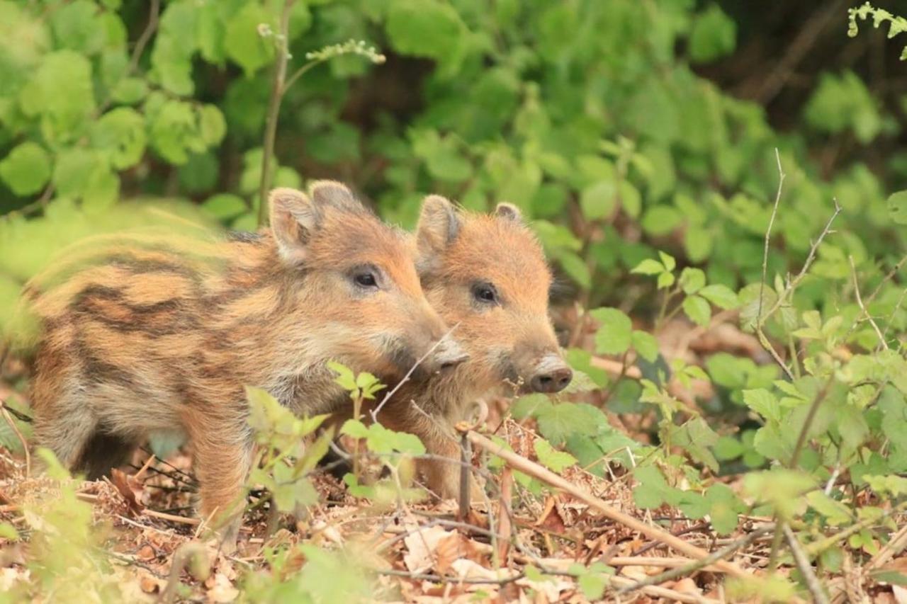 La Chouette Au Bouleau Villa Hargnies Dış mekan fotoğraf