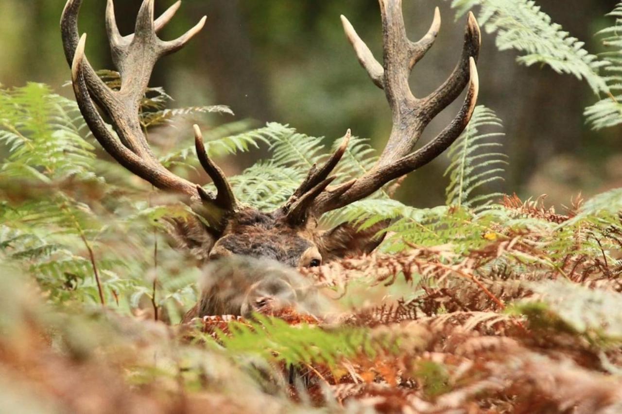 La Chouette Au Bouleau Villa Hargnies Dış mekan fotoğraf